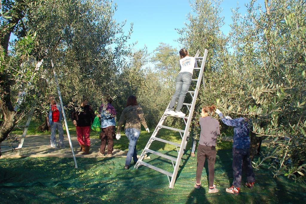 Il Podere Di Giustina Villa Montecarlo Dış mekan fotoğraf